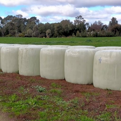 92 Rolls Lucerne Silage