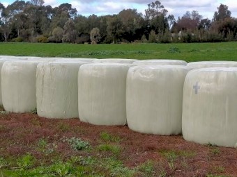 92 Rolls Lucerne Silage