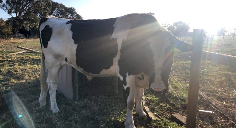 3 yr old Friesian Bull