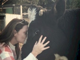 3 yr old Friesian Bull