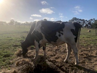 3 yr old Friesian Bull