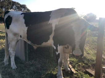 3 yr old Friesian Bull