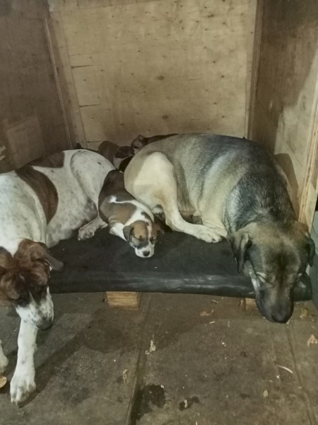 Australia Shepherd X Bullarbi Puppies