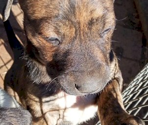 Australia Shepherd X Bullarbi Puppies