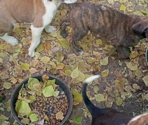 Australia Shepherd X Bullarbi Puppies