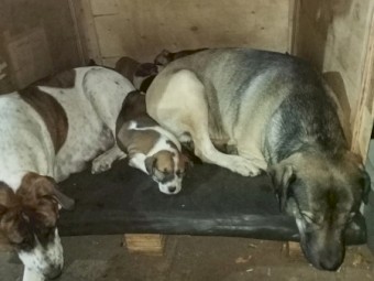 Australia Shepherd X Bullarbi Puppies