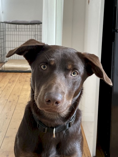 Red Kelpie for a good home 