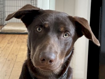 Red Kelpie for a good home 