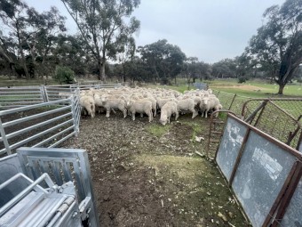 White Suffolk / Cross Merino 