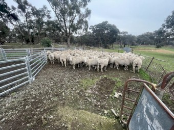 White Suffolk / Cross Merino 