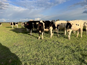 33 Friesian Steers 
