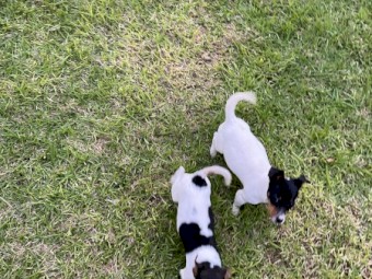 Jack Russell x Mini Foxy 