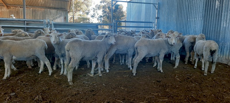 Border x Merino First Cross Ewes
