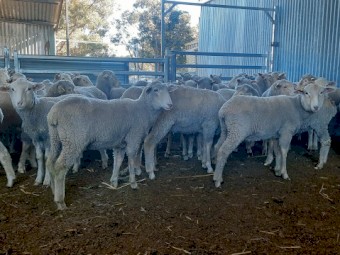 Border x Merino First Cross Ewes