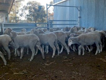 Border x Merino First Cross Ewes