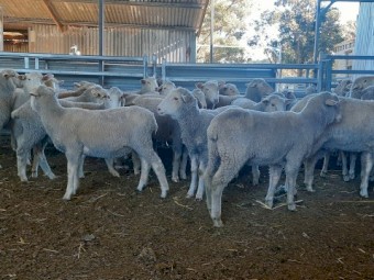 Border x Merino First Cross Ewes