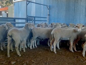 Border x Merino First Cross Ewes