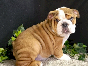 Adorable English bulldog puppies for sale,