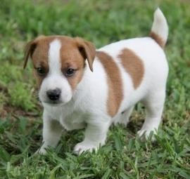 Adorable Jack Russell  puppies, negotiable