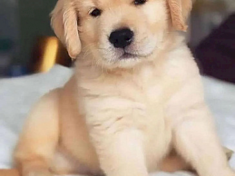 Adorable Golden Retriever puppies,