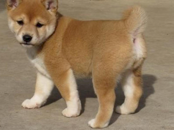 Purebred Shihba Inu puppies Available now