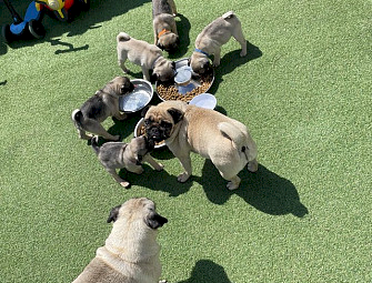 Adorable pug puppies Ready now