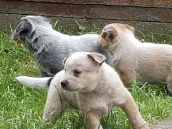 8 Stunning Australian Cattle Dog Puppies