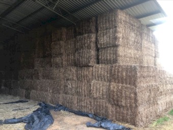 Vetch Hay 8x4x3 Bales