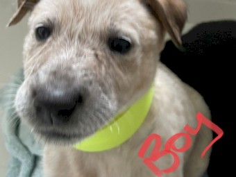 Blue Heller x Staghound puppies 