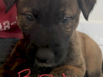 Blue Heller x Staghound puppies 