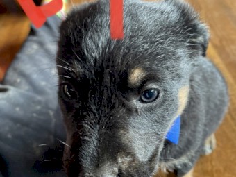 Blue Heller x Staghound puppies 