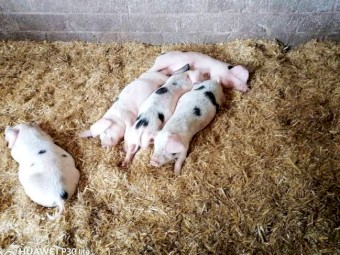 7 Gloucestershire Old Spot Growing Weaners
