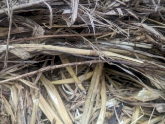 Wheaten/Clover Hay (70/30)