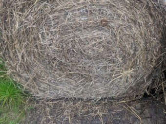 Wheaten/Clover Hay (70/30)