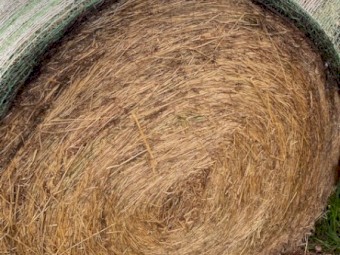 Pasture Hay rolls