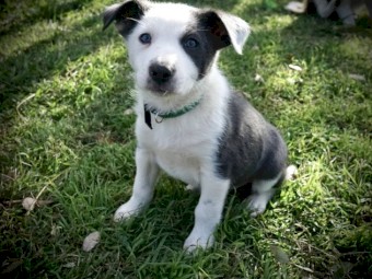 Border collie pups