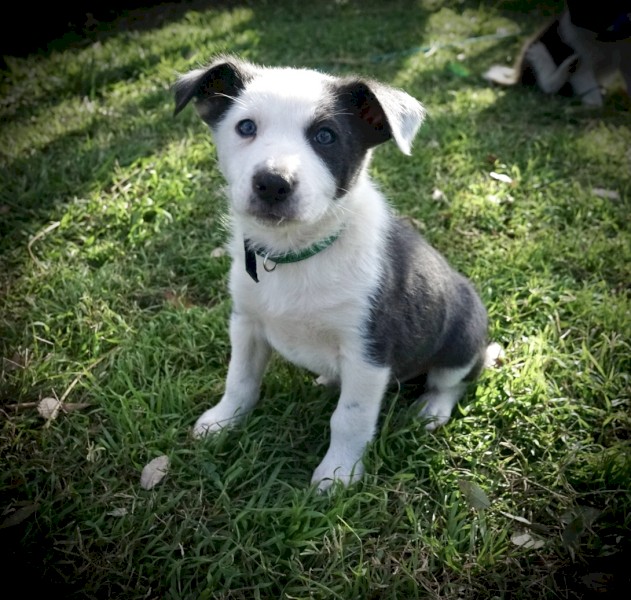 Border collie pups 