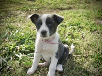 Border collie pups 