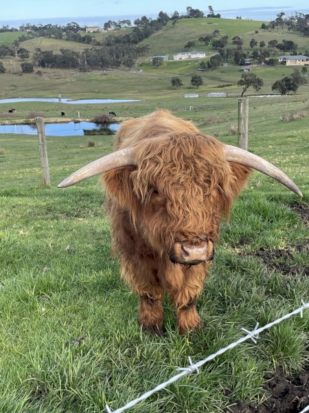 Australian Highland Bulls
