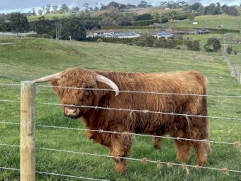 Australian Highland Bulls