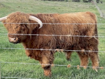 Australian Highland Bulls