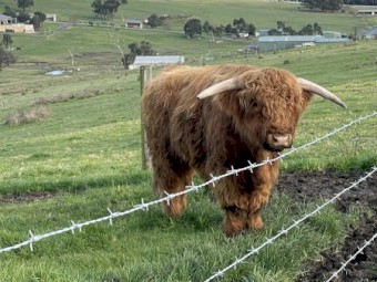 Australian Highland Bulls