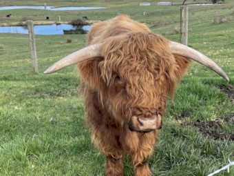 Australian Highland Bulls