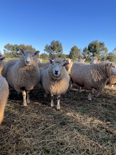 Stud Perendale Ewes in Lamb