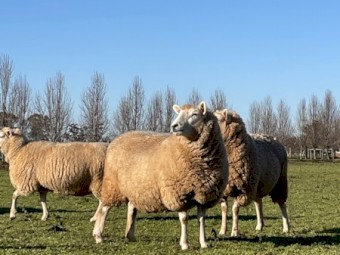 Stud Perendale Ewes in Lamb