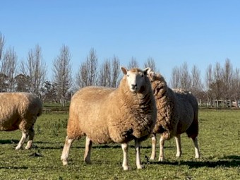 Stud Perendale Ewes in Lamb