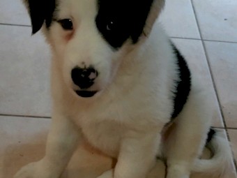 Pure-bred Border Collie Puppies