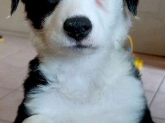 Pure-bred Border Collie Puppies 