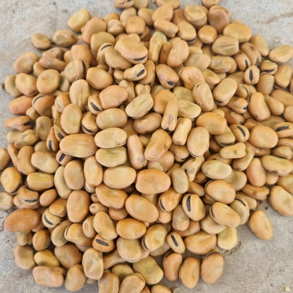 450mt Faba Beans