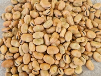 450mt Faba Beans